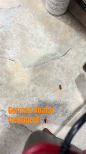 German roaches hiding in a kitchen island hinge. Post-treatment knockdown and vacuum removal.