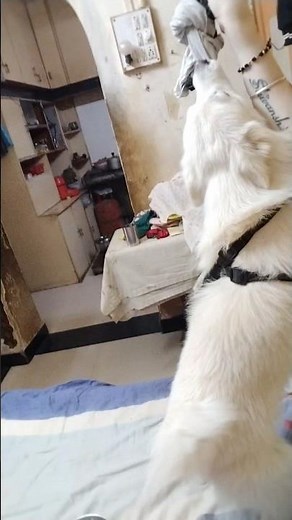 #dogs #cute #masti #pets #pet