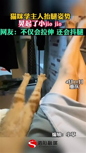 深夜圖書館 on Instagram: "不僅會拉伸 還會抖腿 #萌寵 #貓咪 #貓貓 #狗狗 #小狗 可愛 搞笑 有趣 動物日常 人間有愛 迷惑行為 搞笑日常 萌寵日常"