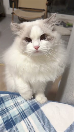Ragdoll cat angry sound 😡