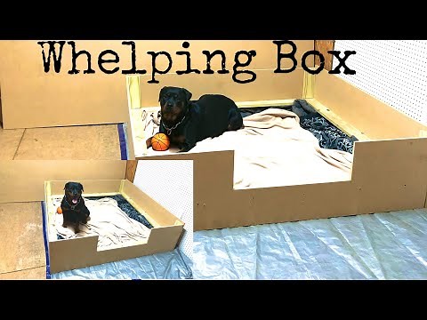 How to DIY a Whelping Box: For Large Breeds