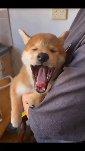 Witness the CUTEST Dogs Yawning Moments Ever!