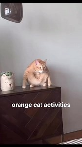 27K views · 644 reactions | Orange cat elegance! 藍 | Cat Planet | Facebook
