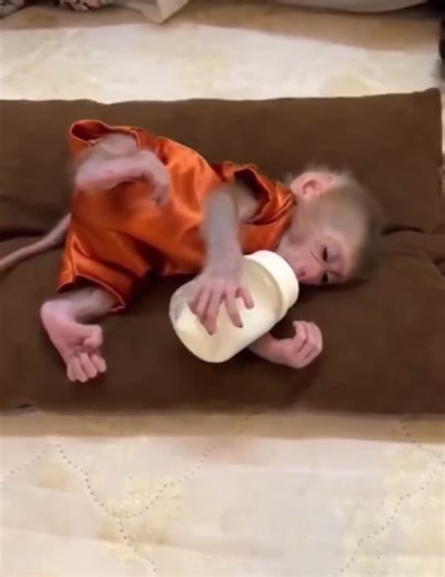 Monkey Hubb (@monkeyhubb_)’s videos with original sound - Monkey Hubb