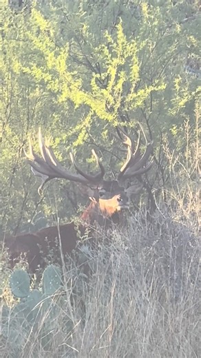 Big Red Stag bull!!