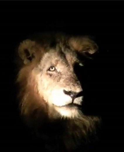 The Amazing Power of Makhulu the Lion's Roar