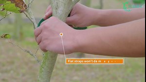 Tree Stake Kits, 15.8-Inch Extra-Long Heavy Duty Steel Tree Staking and Supports Kits for Hurricane Protection, Include 3 PCS 15.8" Tree Straps, 3 PCS 15.8" Tree Stakes and 31.2 FT Rope