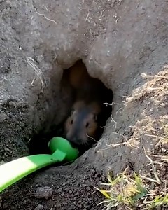 792K views · 10K reactions | They used a makeshift shovel to assist a gopher with tunnel excavation  | Furry Tails | Facebook
