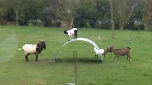 2.1K views · 4.9K reactions | you'll never be happier than a goat playing on sheet metal | Genuinely Stoked Goats | Facebook