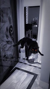 Funniest Snapchat moments ever!🤣 Real snaps, real fun ! #funnyanimals #belowarsnaps