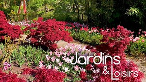 L’association des tulipes avec des arbustes au feuillage coloré toute l’année - RTBF Actus
