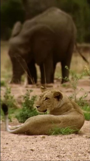 Born into Danger – The Hard Life of Lion Cubs! 🦁🔥💀 #lion #cubs #africa #wildlife #nature