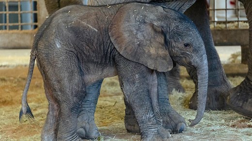 It's a Boy! Dallas Zoo Welcomes Baby Elephant