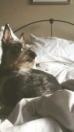 Jackson crossed the rainbow bridge last Wednesday, May 21. I’ll always remember the night I adopted him. It was a Wednesday night after church and my friend said she had a puppy she wanted me to meet. Her sister worked for a dog groomer. One of the groomer’s client’s home burnt down displacing two puppies: one poodle and one schnauzer. My friend thought I would want the poodle, but it was Jackson—the schnauzer—that stole my heart away. He came home with me that night for a trial run and stayed w