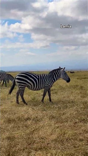 Zebras at Amboseli National Park#subscribe# ifyoulike#Kenya#jisajili##keralatokenya#travel