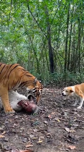200K views · 798 reactions | Bengal Tiger vs Street Dog — Shocking...