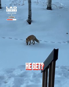 455K views · 1.6K reactions | His little dive into the snow  | LADbible Ireland | Facebook