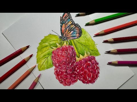 Pintura de framboesa e borboleta com lápis de cor Faber Castell