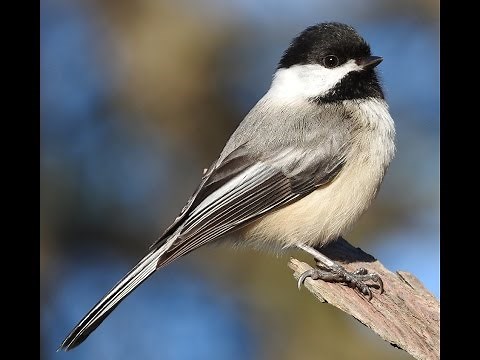 Black-capped Chickadee calling, "Phoebe"