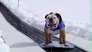 Snowboarding Bulldogs having a blast! Our up to 30% OFF in our snow sale, now LIVE! Get ready for your next adventure http://bit.ly/2jmvKSx | Surfdome
