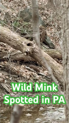 First time ever seeking a mink #pennsylvania #mink #hunting #outdoors