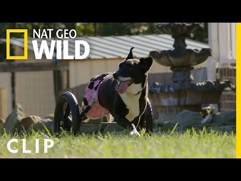 A Partially Paralyzed Dog Regains Mobility | Wizard of Paws