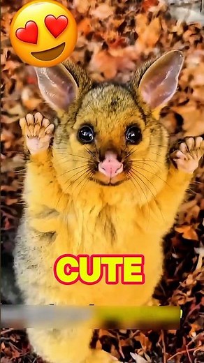 She Found a Baby Possum Inside a Tree Trunk #shorts