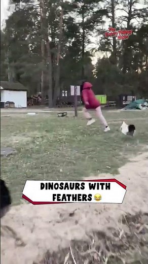 Rooster Chases Woman Away 😱🐓