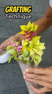 424K views · 3K reactions | Teknik sambung sisip pada bougenville ❗#boigainvillea #grafting | Ardie Naco | Facebook