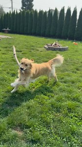 26 reactions | How does your dog’s boarding situation look? One of...