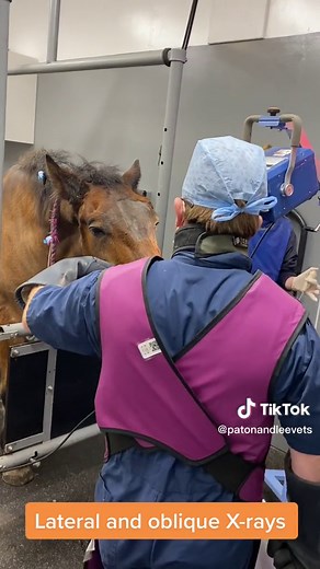 The series shows a patient with a secondary sinus infection. Warning - this video shows surgery being performed. The horse had a tooth root abscess of cheek tooth 209 with secondary sinusitis. We had to remove the infected tooth and perform Sinoscopy through a trephine hole. We fenestrated the maxillary septal bulla to open up all the infected sinus compartments then placed and in-dwelling catheter to flush the infected material out through the nose having aspirated as much of the pus as possibl