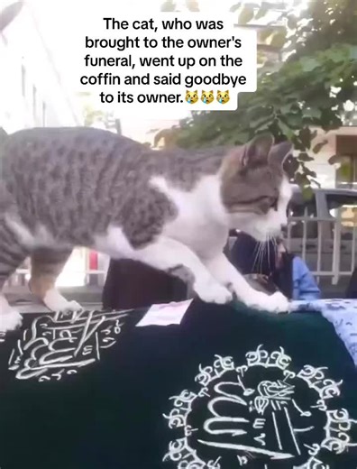Cat's Heartfelt Goodbye at Owner's Funeral
