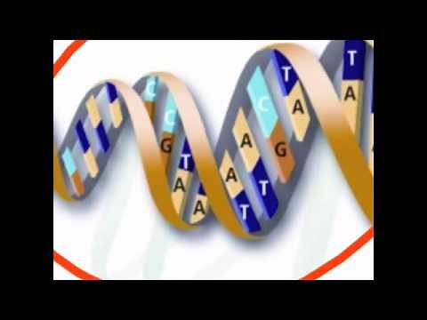 The relationship between nucleus, chromosome, dna, genes, and alleles