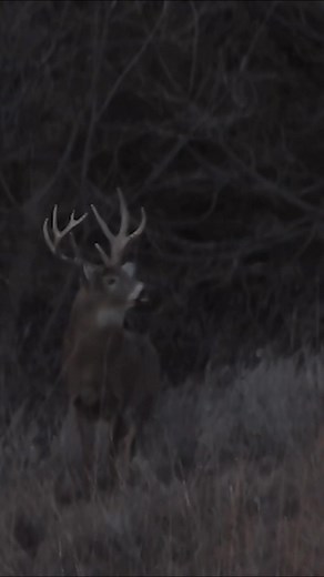6.9K views · 104 reactions | Love seeing big mature buck daylight. | Innerlocs Out-There TV | Facebook