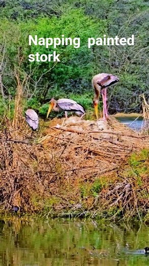 painted stork idea of napping #birding #nature #wildlife