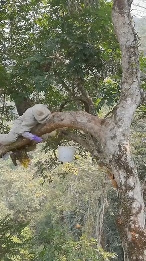 Ever wondered what it's like to keep bees🐝 Discover the world of beekeeping and unlock the secrets of these amazing insects! #Beekeeping101 #SaveTheBees #HoneyMakers #BeeL | Beehub Reely