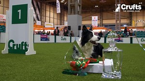 Video of The many skills tested during obedience competitions | Britannica