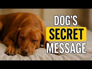 If Your DOG Sleeps in Your Bed — Here’s What It Really MEANS?