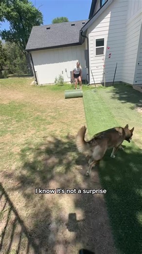 Adding more hybrid turf means more usable yard space for dogs—without the mud, dead grass, or constant reseeding. Natura Hybrid Turf combines real grass with a durable turf backing, allowing natural grass to grow through while reinforcing the soil underneath. The result is a yard that stays green, drains properly, and can actually handle daily dog traffic. Instead of replacing sod over and over again, hybrid turf helps protect the root system, reduce mud, and keep your yard looking like grass—no