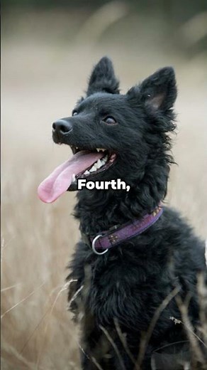 Meet the Rare Mudi: Hungary’s Secret Herding Dog