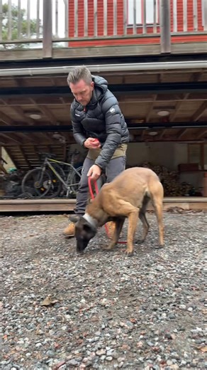 The articles we use for starting up the tracking training are normally small articles of metal, for example paper clips. The reason we don’t normally use pieces of Kong is that most of the dogs have done search development on those pieces and often associate them with searching rather than tracking. Some dogs don’t care at all but if we see any tendencies I switch to metal right away. This is how we introduce them in a small search exercise. To again avoid that the dogs gets stuck in searching w