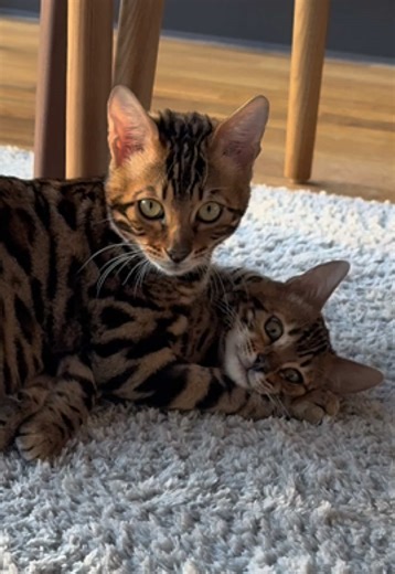 Coco 🤍& Blue 💙, beautiful Bengal kittens relaxing. Cat life, lots of love, 🐾 & purrs. #cat #catlover #fyp #kitten #cattok