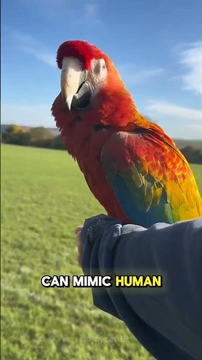 6 Amazing Bird Facts You Should Know #animals #amazingfacts #funfacts