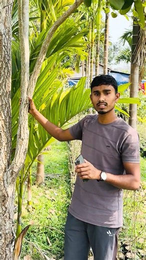 Red sandalwood tree #sandalwood #farming #plants