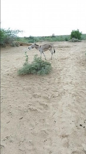 An alone donkey in jungle crying Sound #animals #viralvideo
