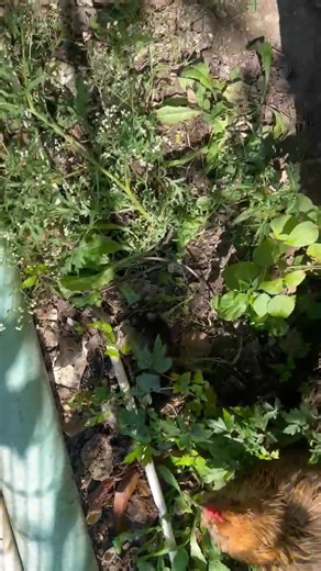 Baby chicks | Ronald Washington