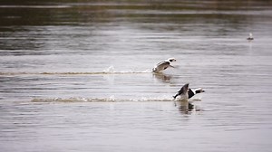 78K views · 2.2K reactions | Awesome Long Tails! | Swift Waters | Facebook