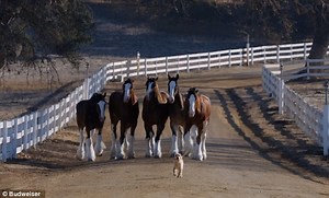 Budweiser - “Puppy Love” Story
