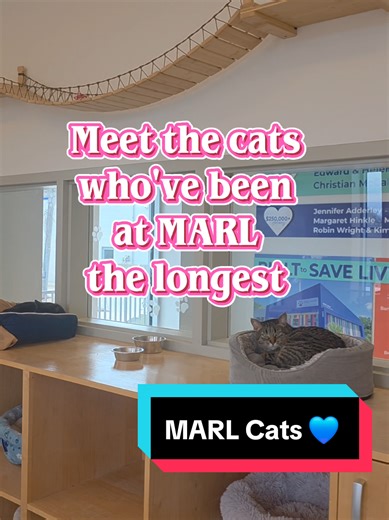 Six Months Waiting: Adopt a Rescue Cat Today!