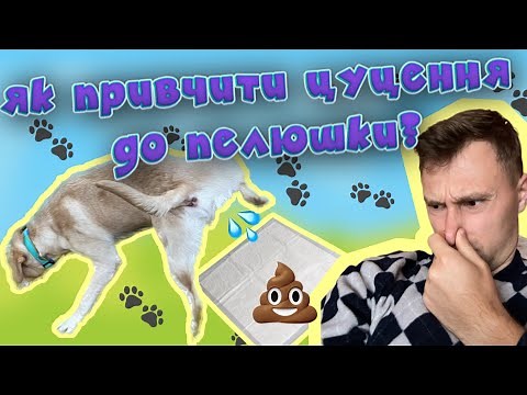 Як привчити цуценя до пелюшки? Собачий туалет!